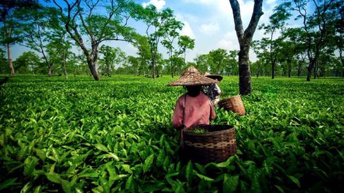 Tourist Attractions In Assam You Must Explore 